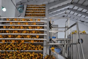 Avocado processing line