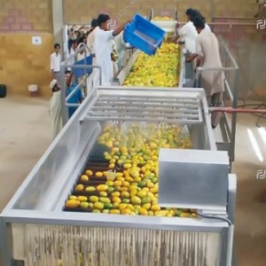 Mango processing line