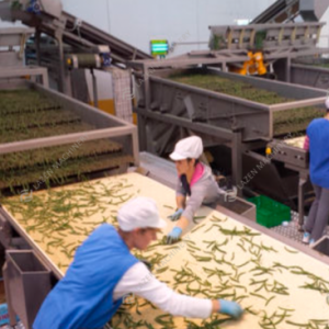 Canned French Beans Production Line