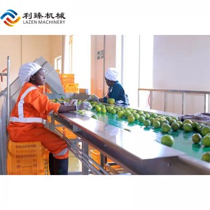 Belt type fruit sorting machine